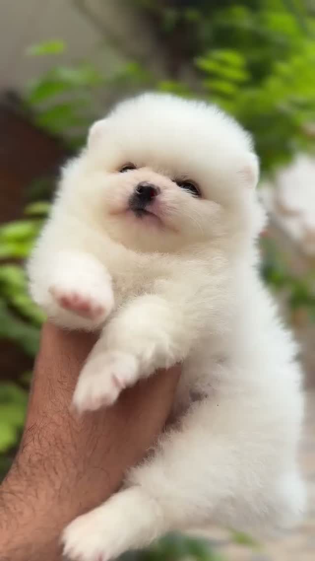 Pomeranian Puppy, farm video