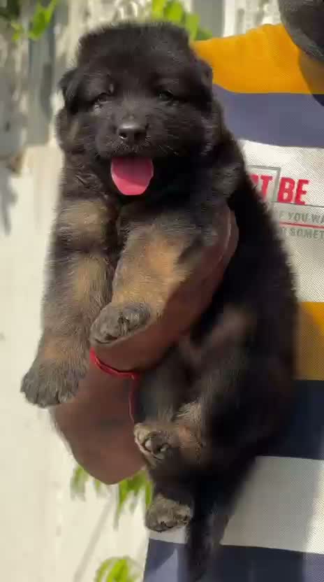 German Shepherd Puppy, farm video