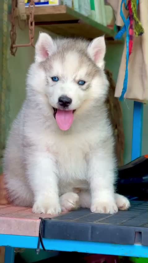 Siberian Husky Puppy | Black & White Color, farm video