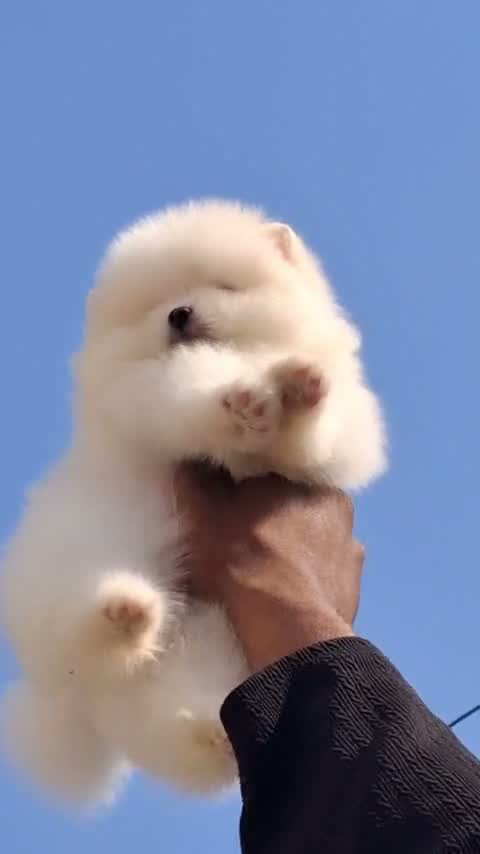 Pomeranian Puppy, farm video