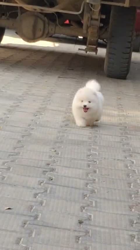 Pomeranian Puppy, farm video
