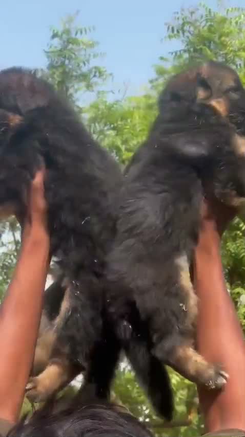 German Shepherd Puppy, farm video