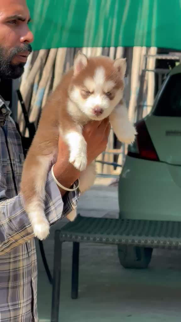 Siberian Husky Puppy | Black & White Color, farm video