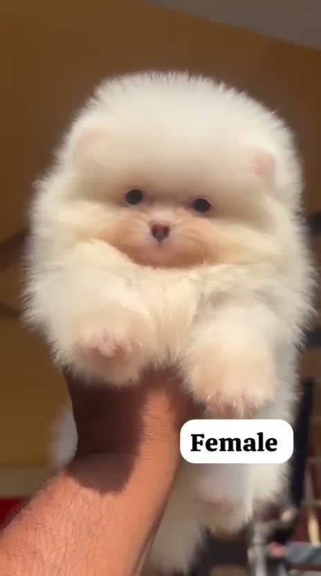 Pomeranian Puppy, farm video