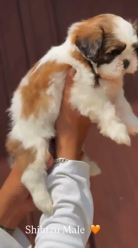 Shih Tzu | Black Color, farm video