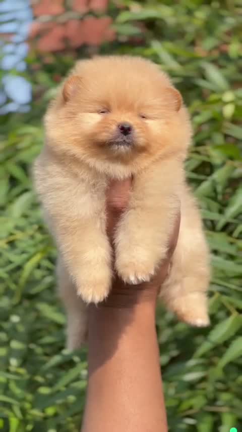 Pomeranian Puppy, farm video