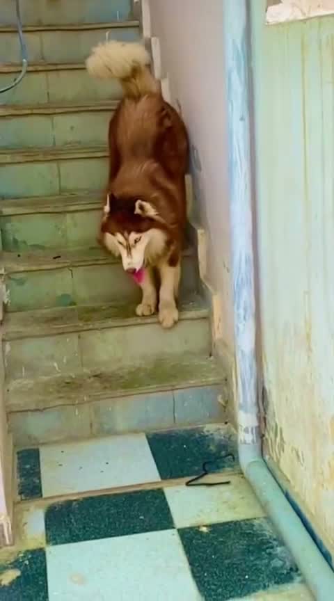 Siberian Husky Puppy | Black & White Color, farm video