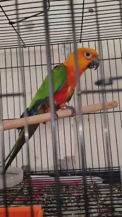Small Cheek Conure, farm video