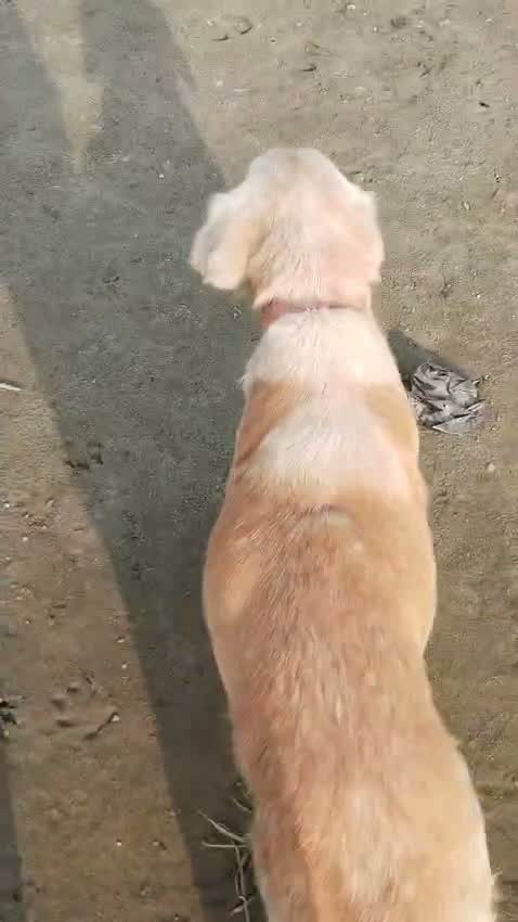 Dachshund Puppy | Brown & Tan, farm video