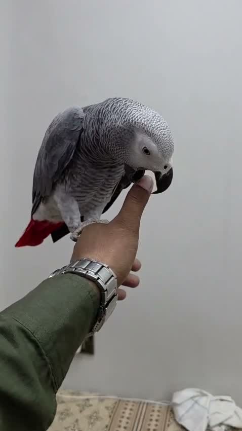 African Grey Parrot, farm video