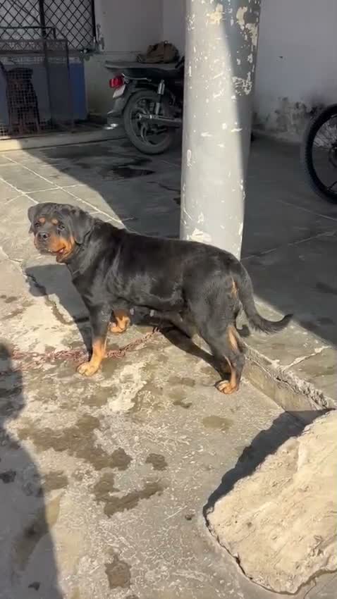 Dachshund Puppy | Brown & Tan, farm video