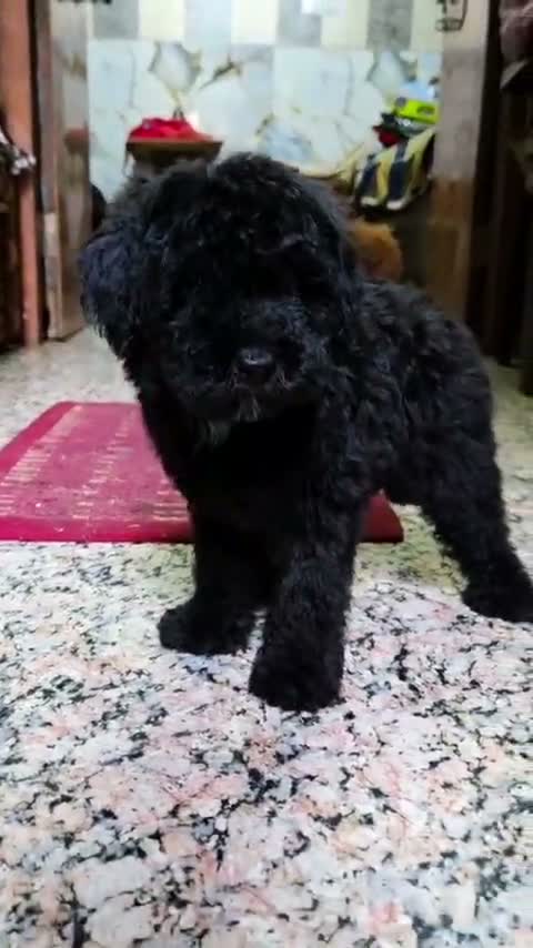 Standard Poodle Puppy | White, farm video