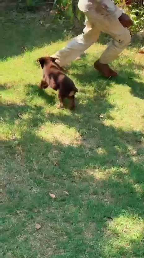 Doberman Pinscher Puppy | Brown & Tan, farm video