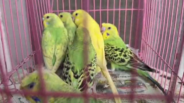 Budgies | Fallow, farm video
