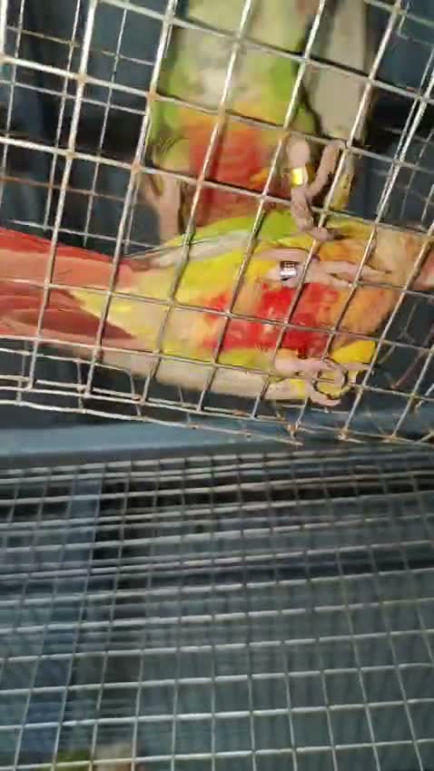 Small Cheek Conure, farm video