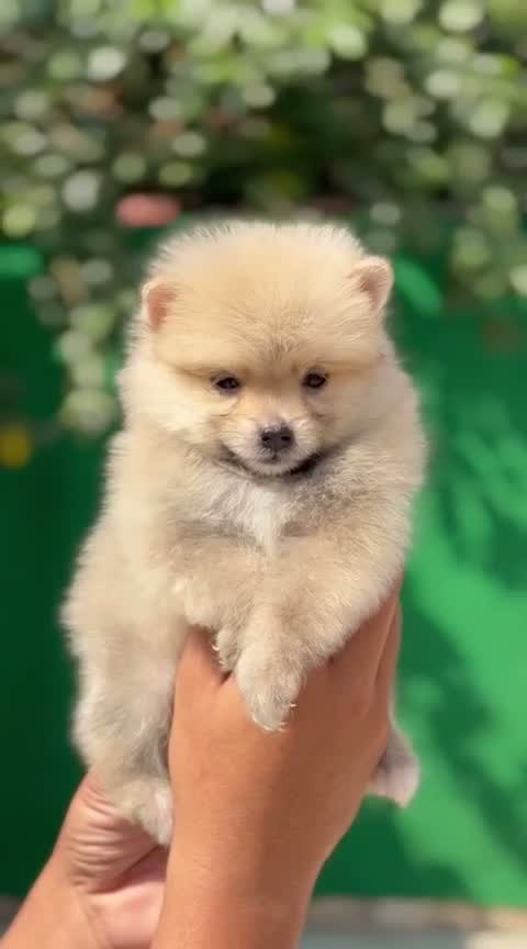 Culture Toy Pom Puppy, farm video