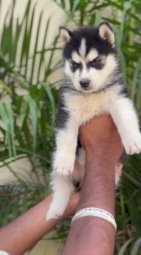 Siberian Husky Puppy | Black & White Color, farm video