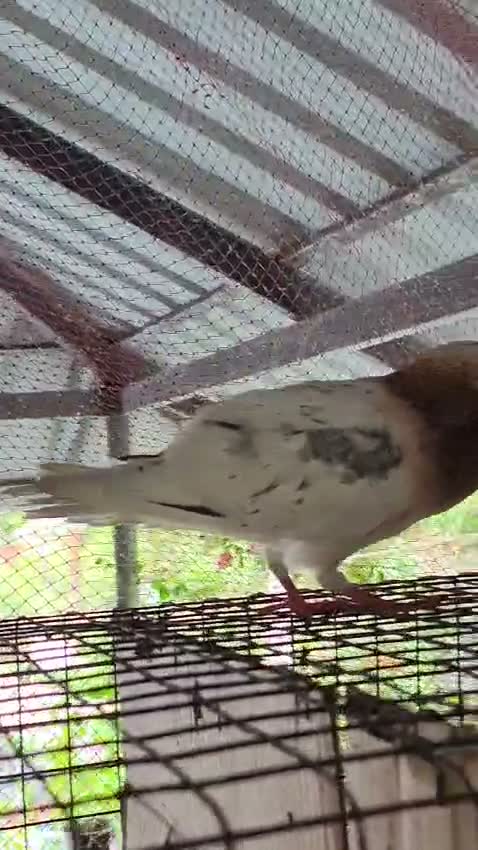 Homer Pigeon, farm video