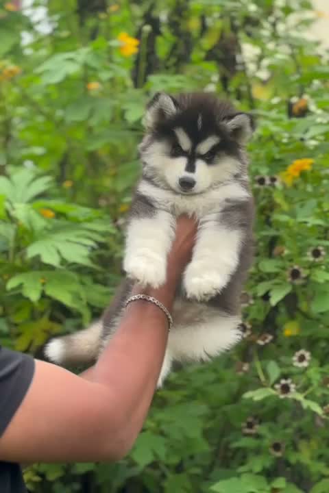 Siberian Husky Puppy | Black & White Color, farm video
