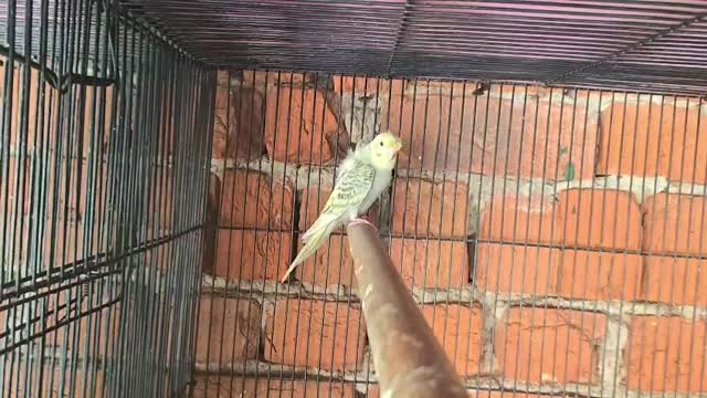 Budgies | Fallow, farm video
