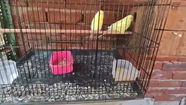 Budgies | Fallow, farm video