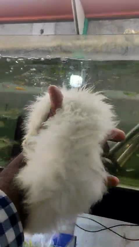 Persian, farm video