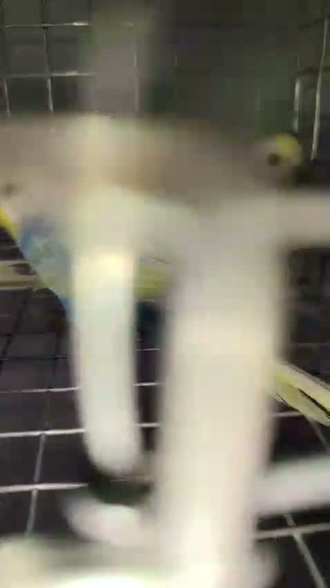 Budgies | Fallow, farm video
