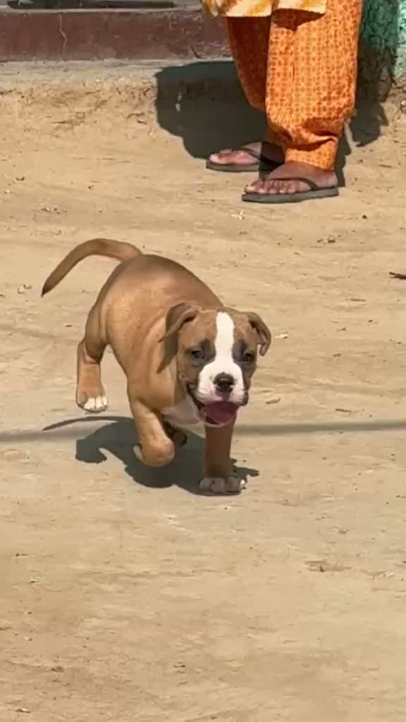 American Bully Pocket Size Puppy, farm video
