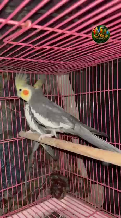 Cockatiel | Pied, farm video