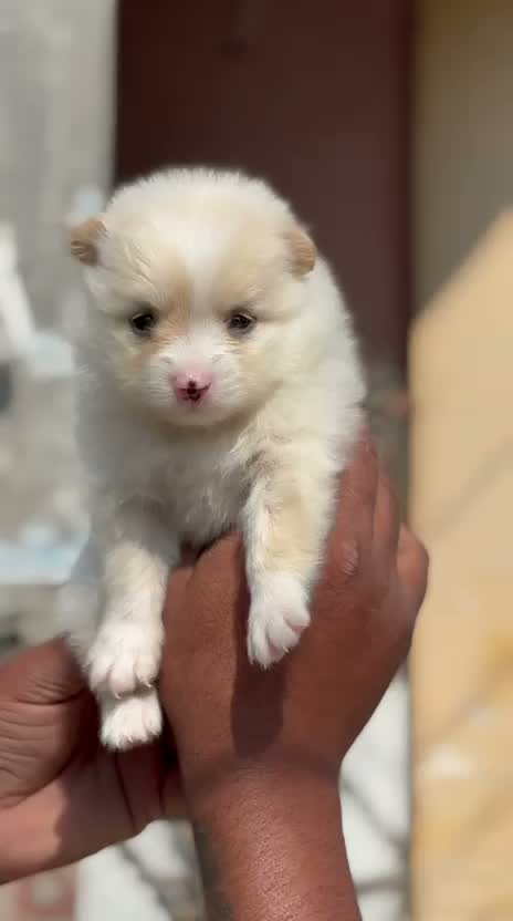 Culture Toy Pom Puppy | Black, farm video