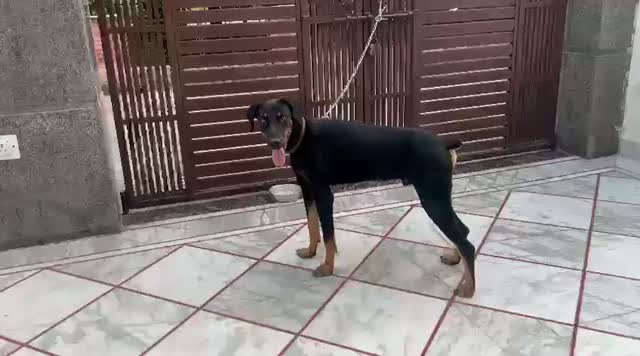Doberman Pinscher Puppy | Brown & Tan, farm video