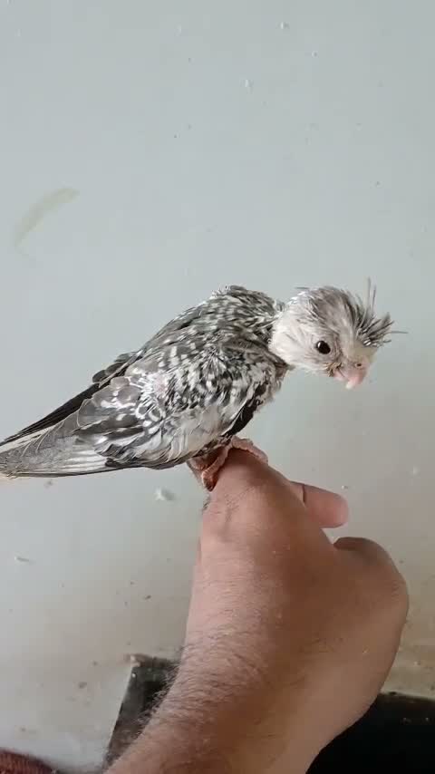 Cockatiel | Pied, farm video