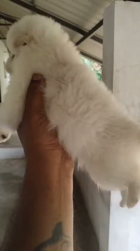 Pomeranian Puppy, farm video