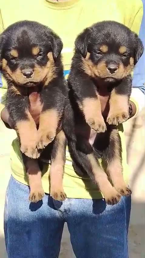Rottweiler Puppy, farm video