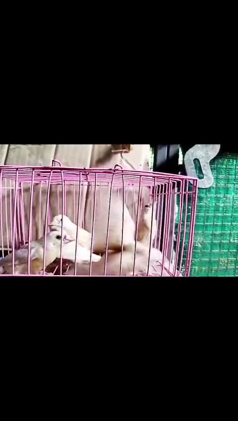 Helicopter Budgies, farm video