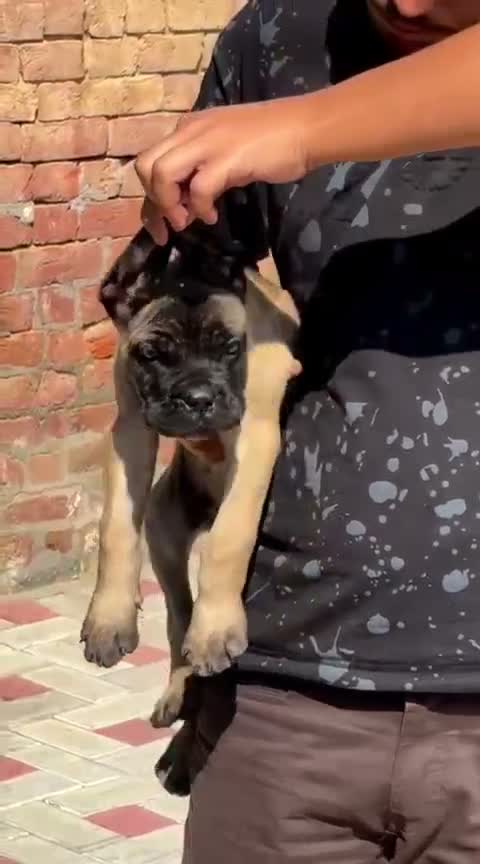Cane Corso Puppy | Brindle, farm video