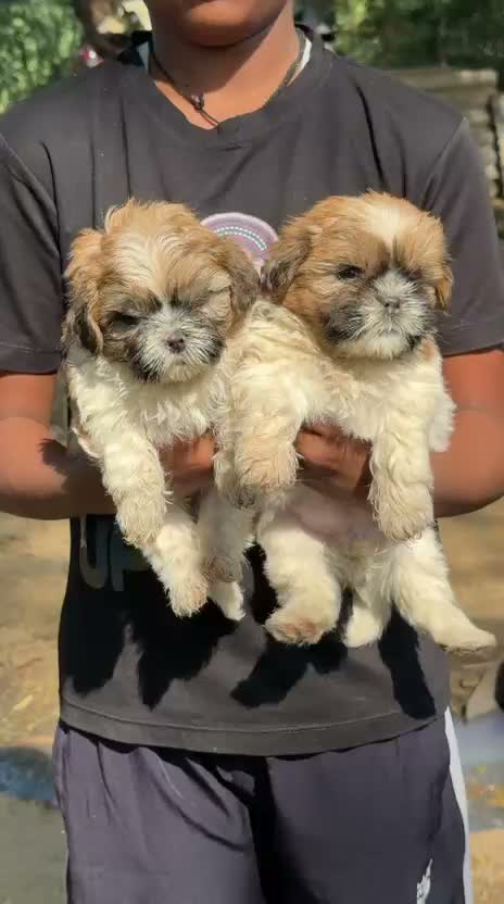 Shih Tzu | Black Color, farm video