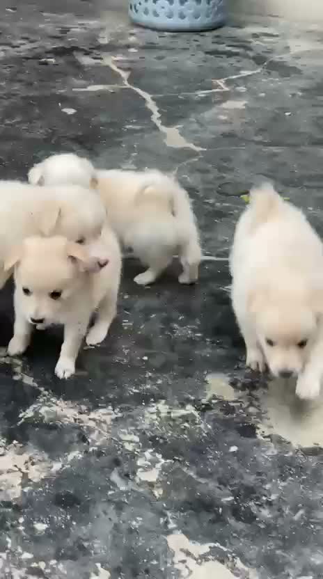 Pomeranian Puppy, farm video