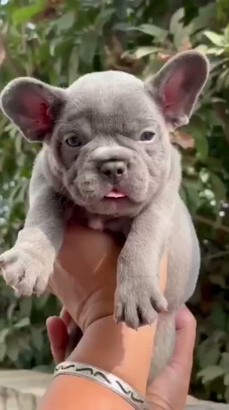 French Bulldog Puppy, farm video