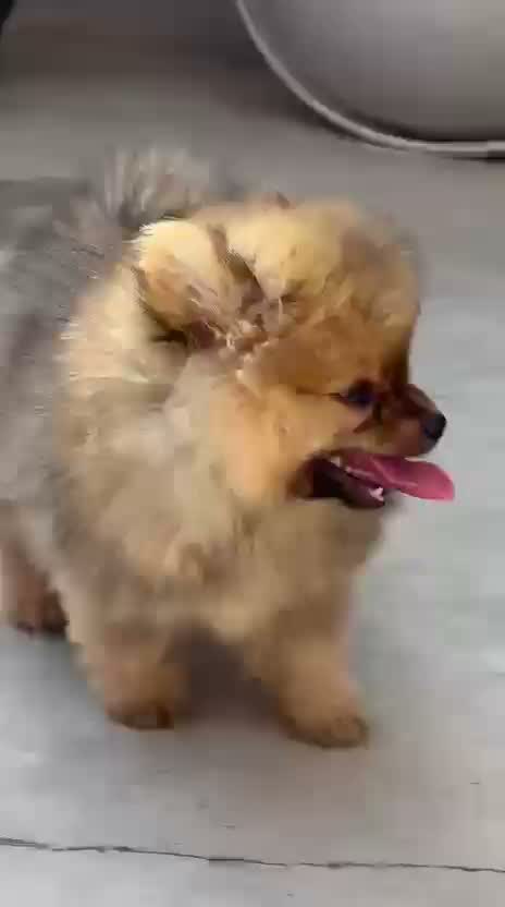Pomeranian Puppy, farm video