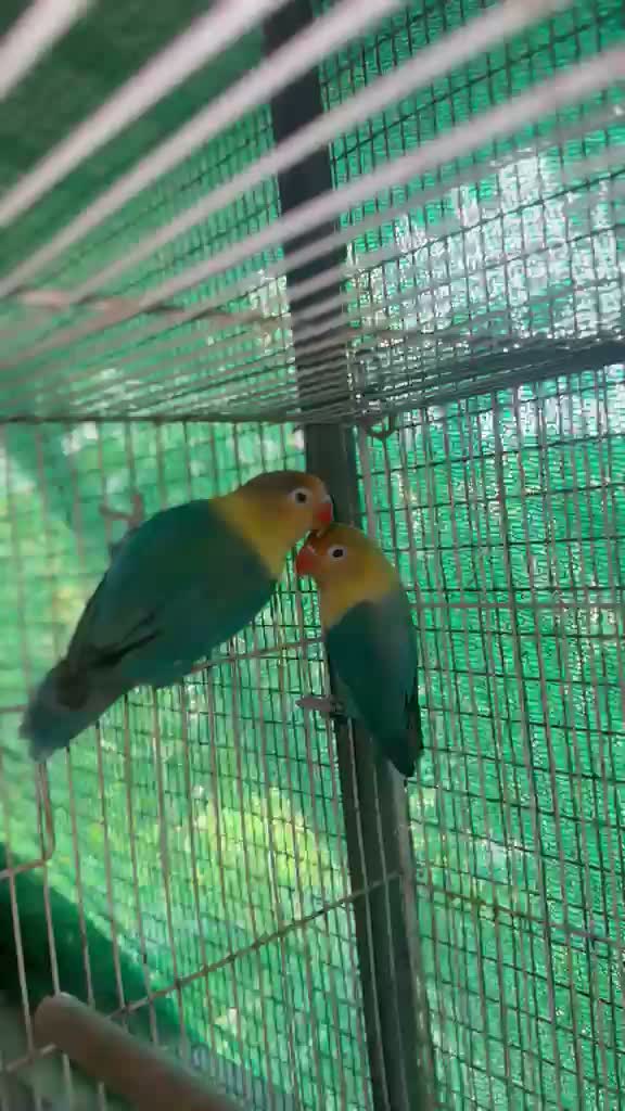 African Love Birds, farm video