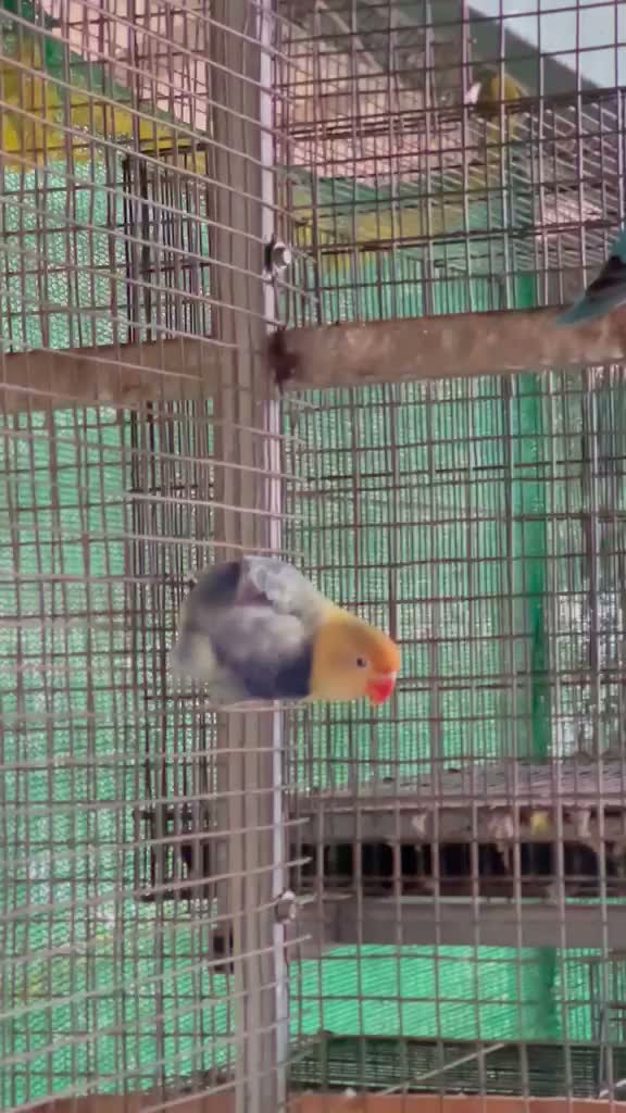 African Love Birds, farm video