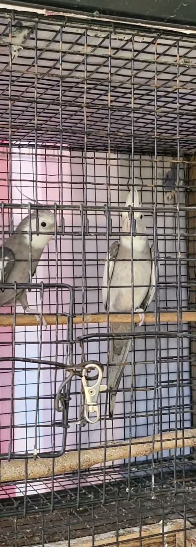 Cockatiel | Pied, farm video