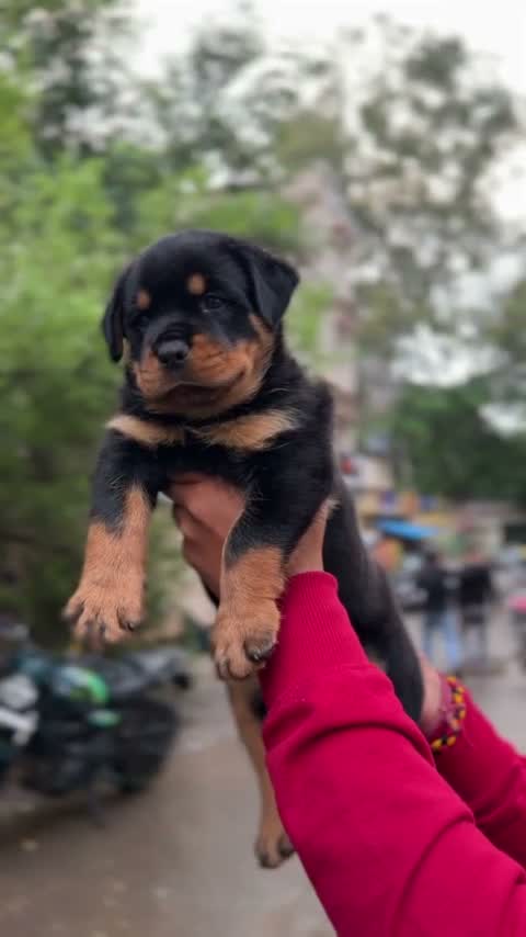 Rottweiler Puppy, farm video