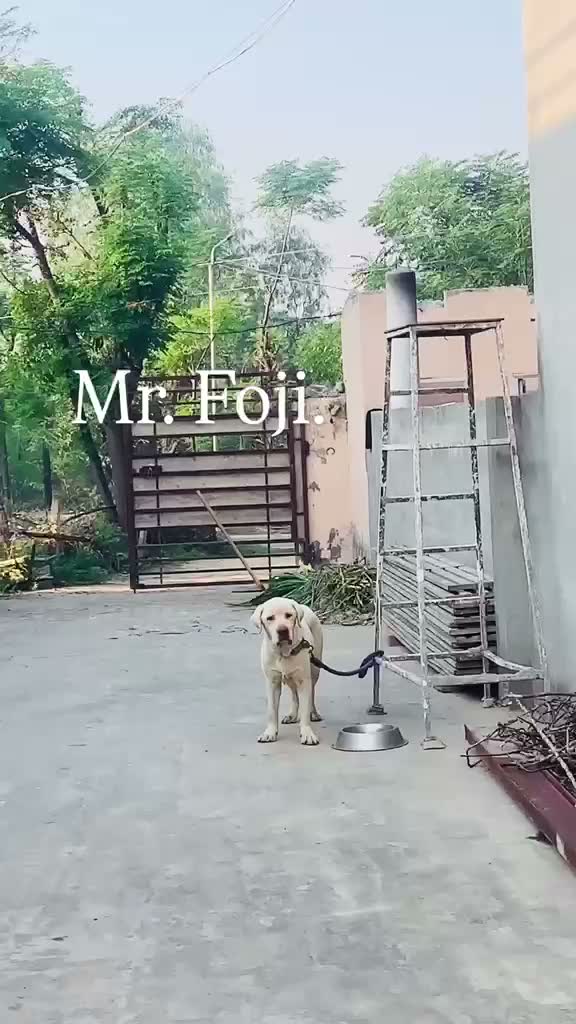 Beagle Black & Tan Puppy, farm video