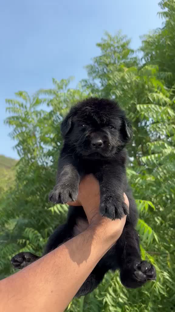 German Shepherd Puppy, farm video