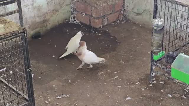Homer Pigeon, farm video