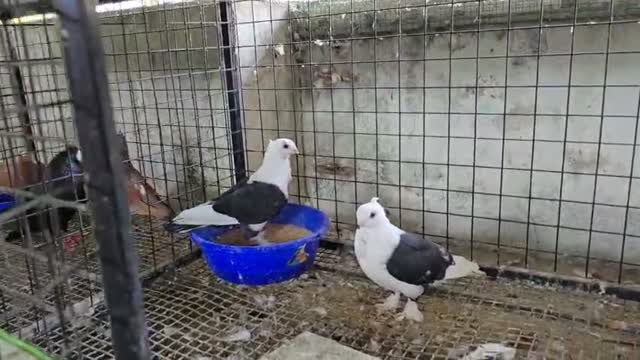 Homer Pigeon, farm video