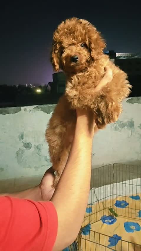 Toy Poodle Puppy, farm video