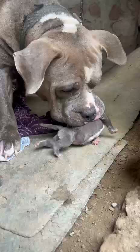 American Bully XL Size Puppy, farm video